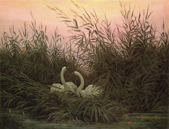 Swans in the Reeds