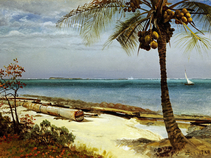 Tropical Coast