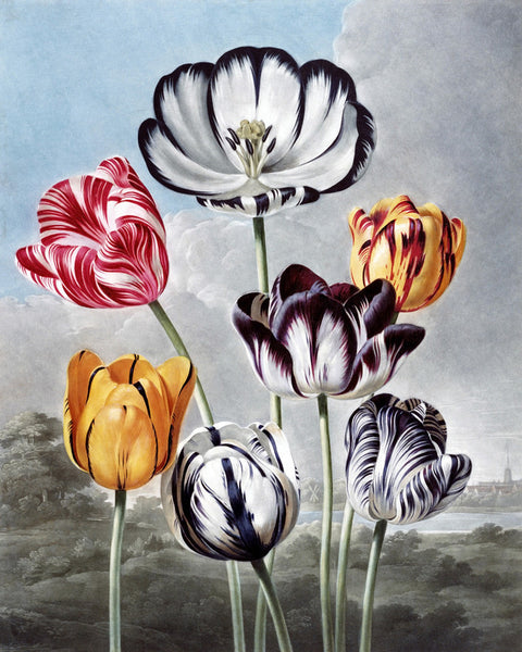 Tulips