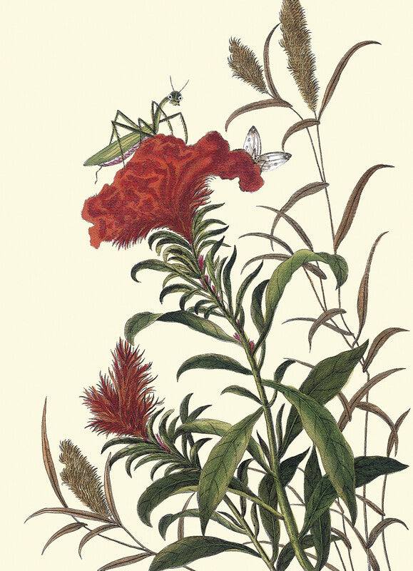 Cockscomb with praying mantis