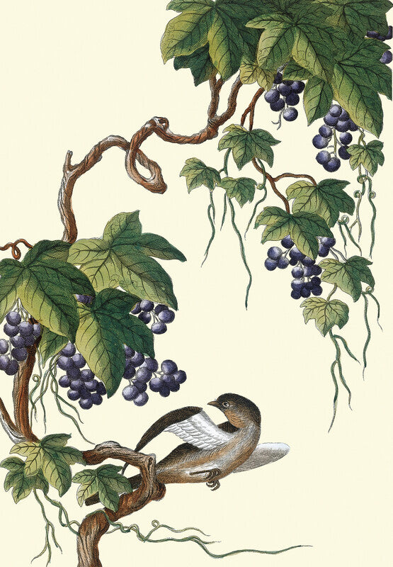 Grapes on vine with bird