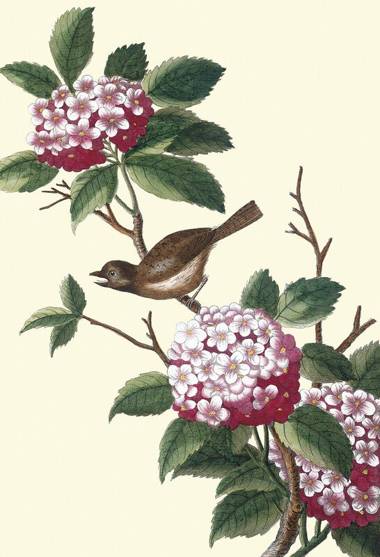 Pink Viburnum with bird