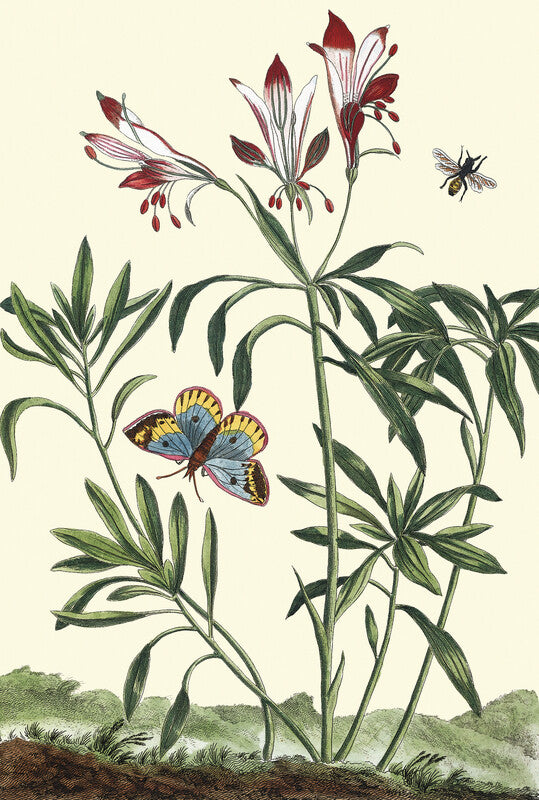 Alstromeria with butterfly