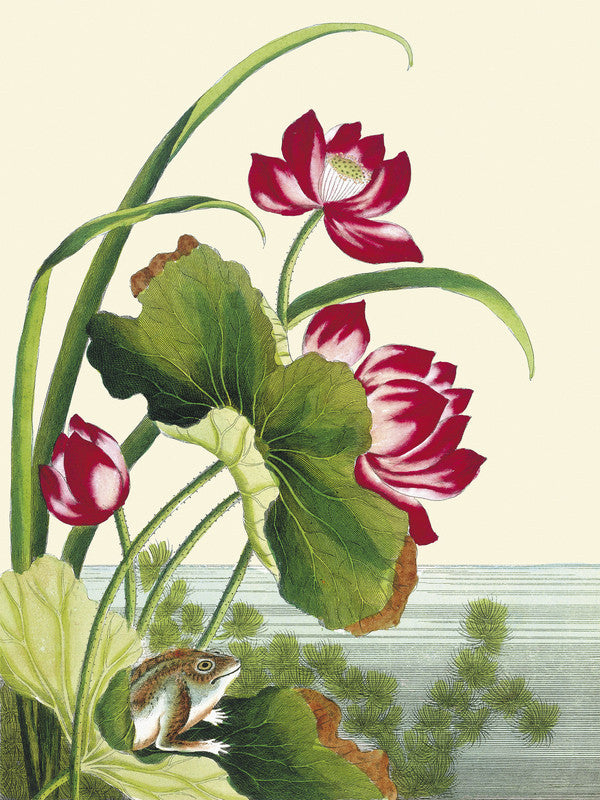 Red lotus with frog