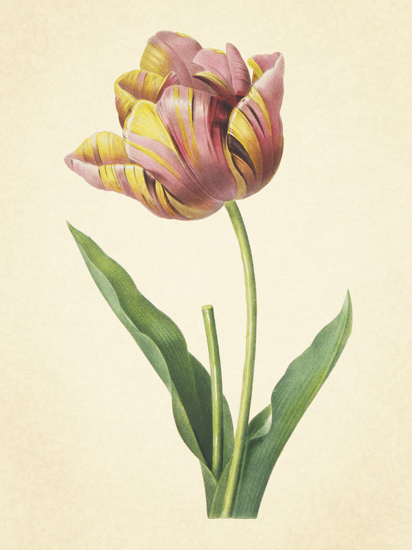 Tulipa Culta (Cultivated Tulip), Choix des Plus Belles Fleurs et Des Plus Beaux Fruits