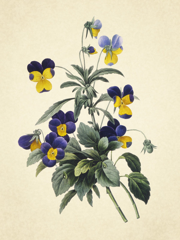 Viola Tricolor (Wild Pansy), Choix des Plus Belles Fleurs et Des Plus Beaux Fruits