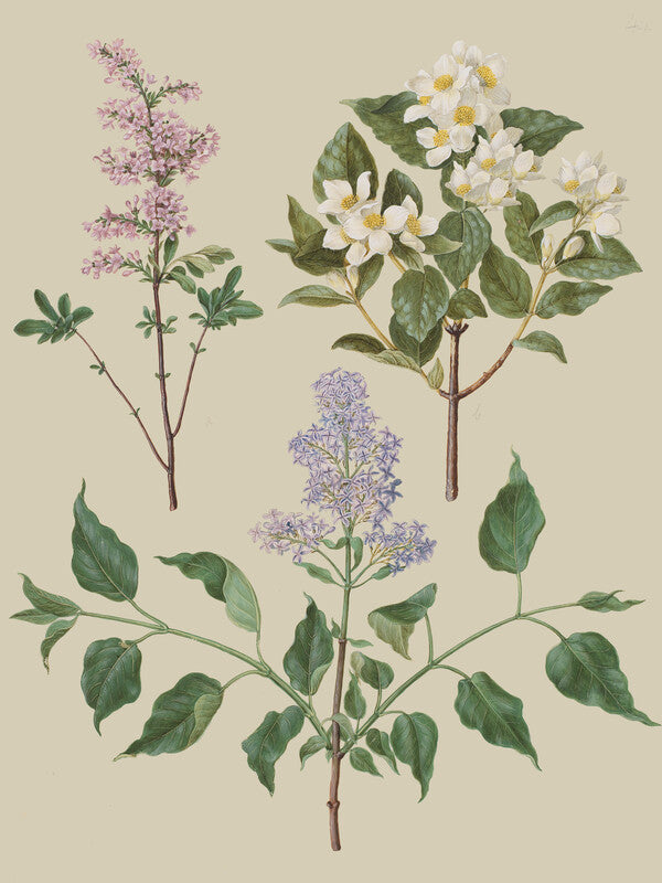 Syringa x persica; Philadelphus coronarius; Syringa vulgaris