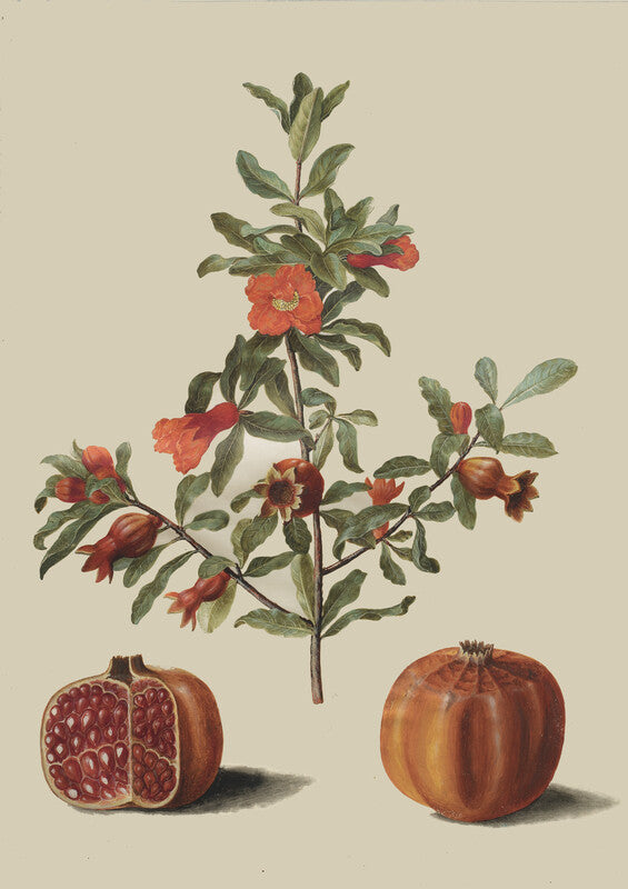 Punica granatum simp et pl