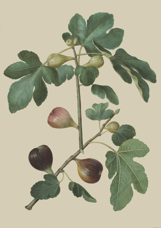Ficus carica