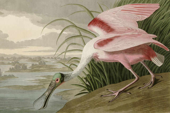 Roseate Spoonbill