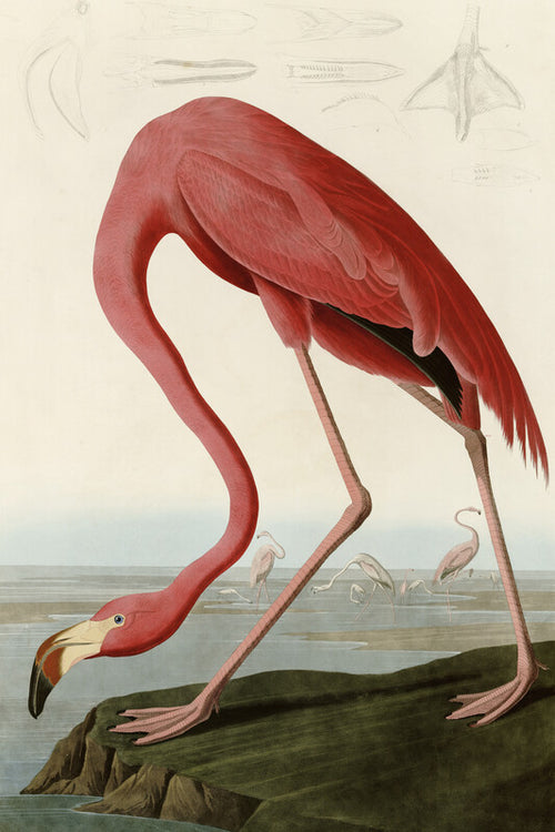 American Flamingo
