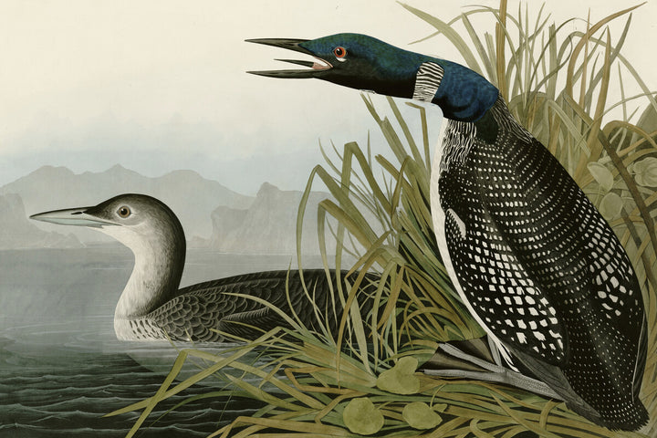 Great Northern Diver or Loon