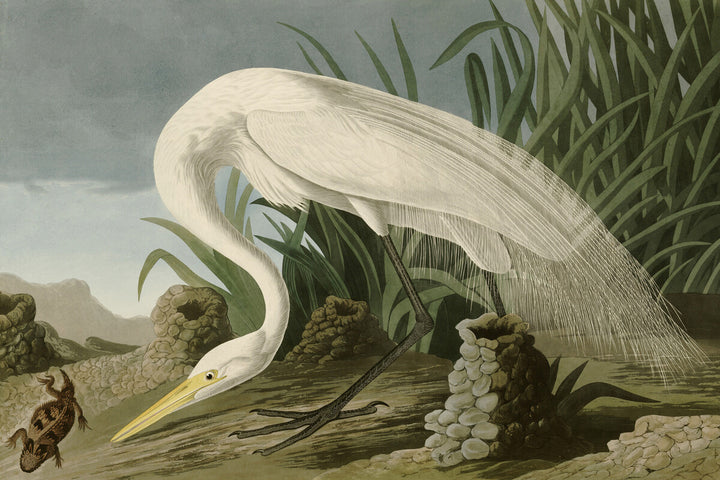 White Heron