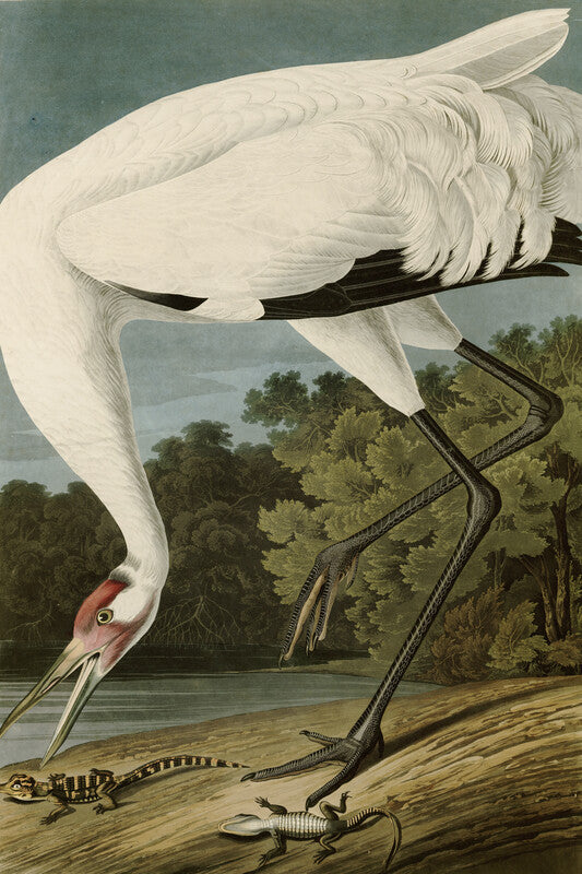 Hooping Crane