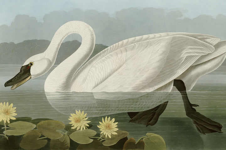 Common American Swan