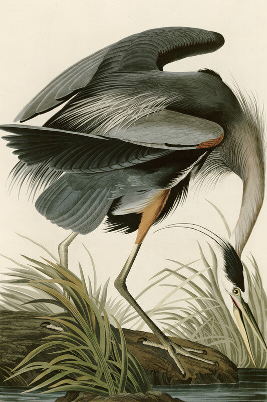Great Blue Heron