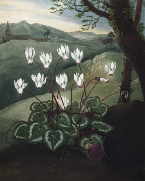 The Persian Cyclamen