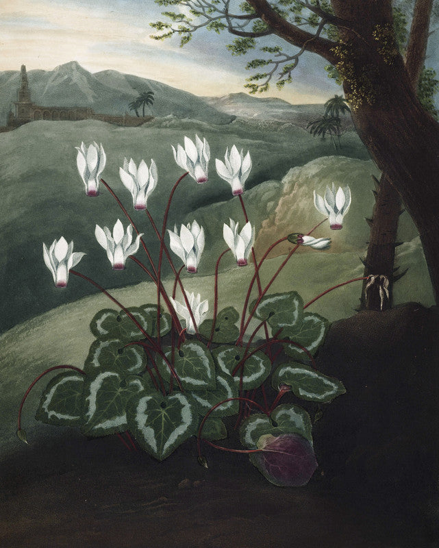The Persian Cyclamen