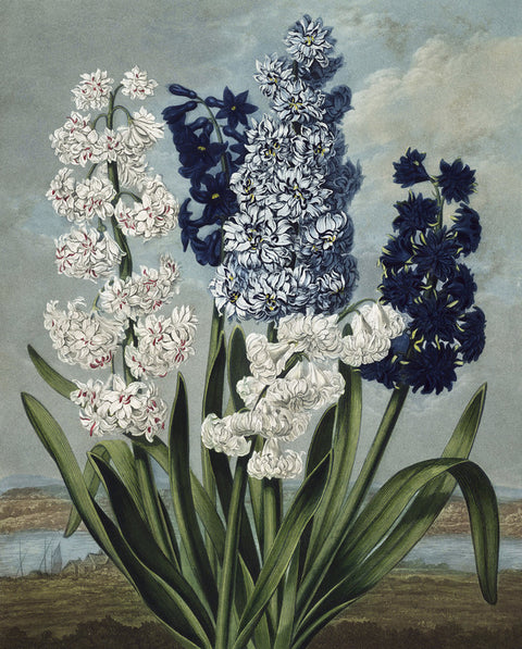 Hyacinths