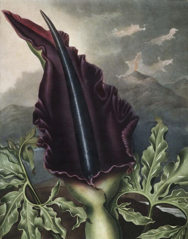 The Dragon Arum