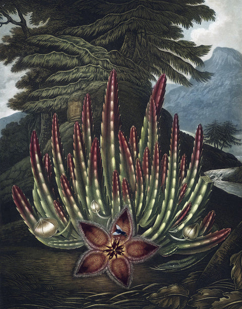The Maggot-bearing Stapelia