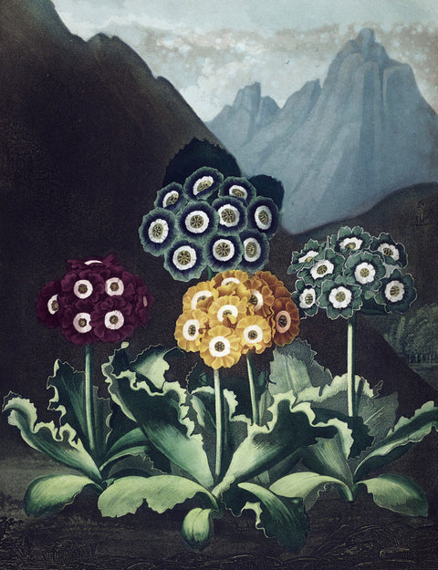 A Group of Auriculas