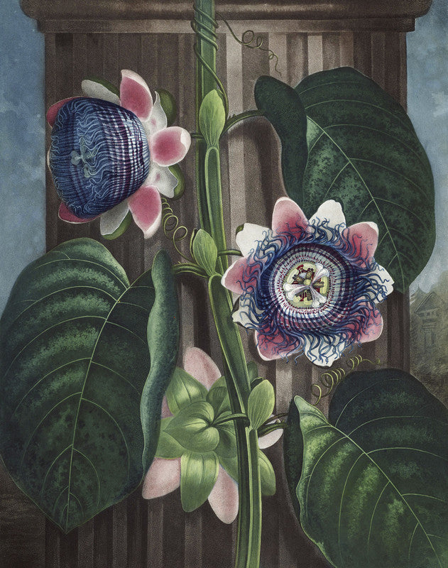 The Quadrangular Pafsion-flower
