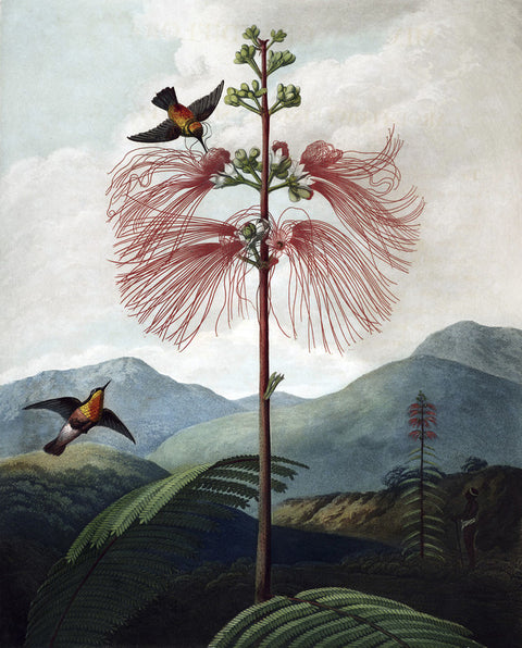Large Flowering Sensitive Plant