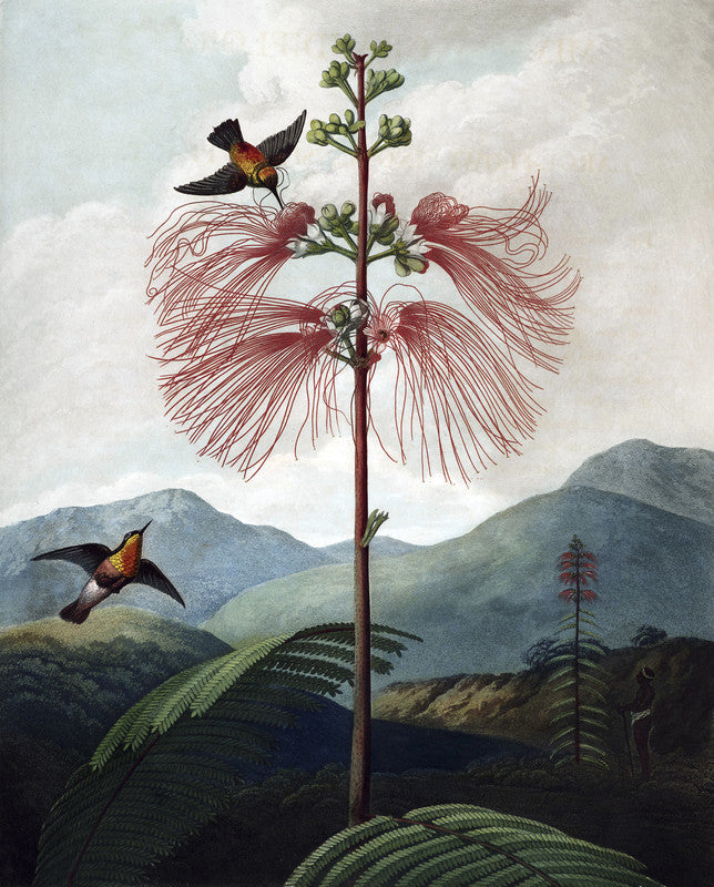 Large Flowering Sensitive Plant