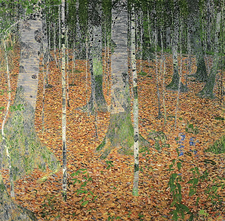 The Birch Wood
