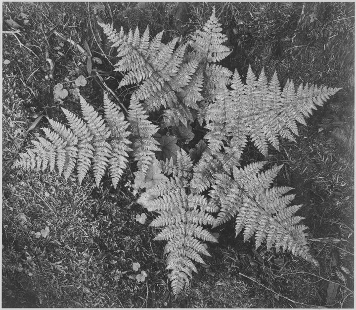 Ferns, Glacier National Park, Montana, National Parks and Monuments, 1941