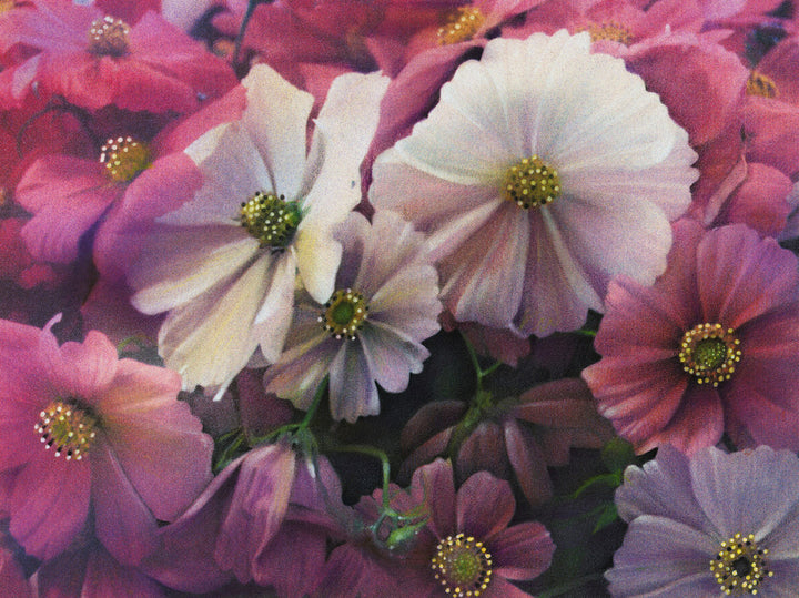 Cosmos