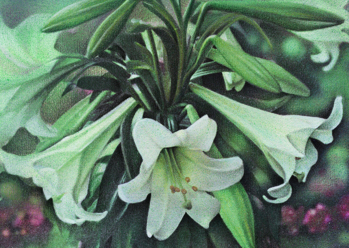 Easter Lilies