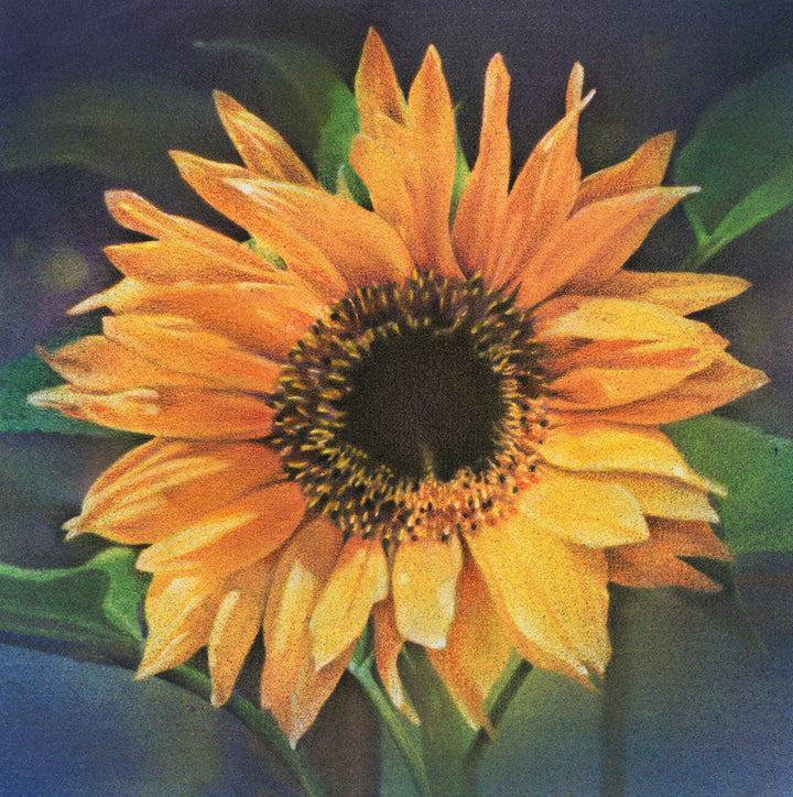 Single Sunflower