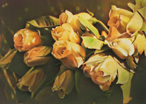 Yellow Roses