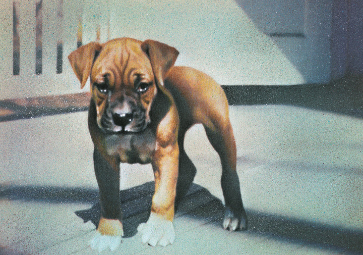 Eric the Boxer