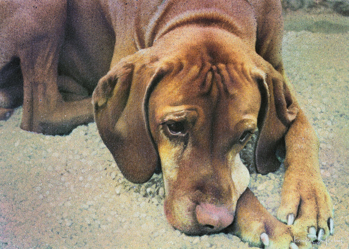 Hang Dog