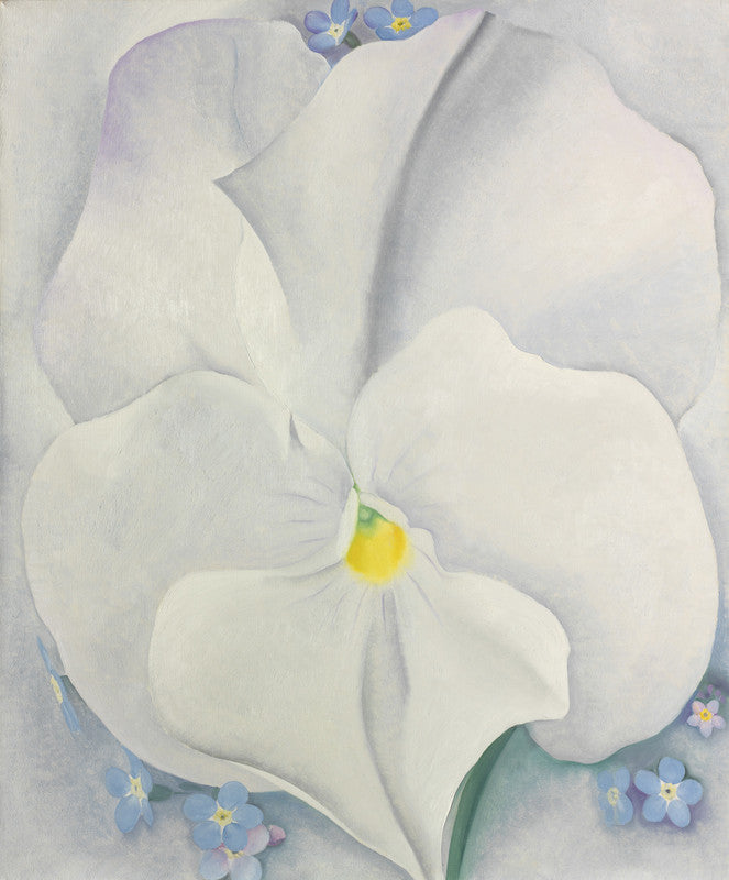 White Pansy