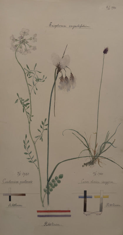 Tall Cottongrass, Cuckoo Flower, and Dioecious Sedge
