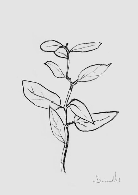 Eucalyptus Sapling
